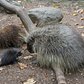 North American Porcupine Born at WCS’s Bronx Zoo