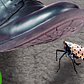 Why You Should STOMP Every Spotted Lanternfly