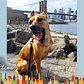 3 Legged Dog Makes This Brooklyn Couple's Family Complete | The Dodo City Pets