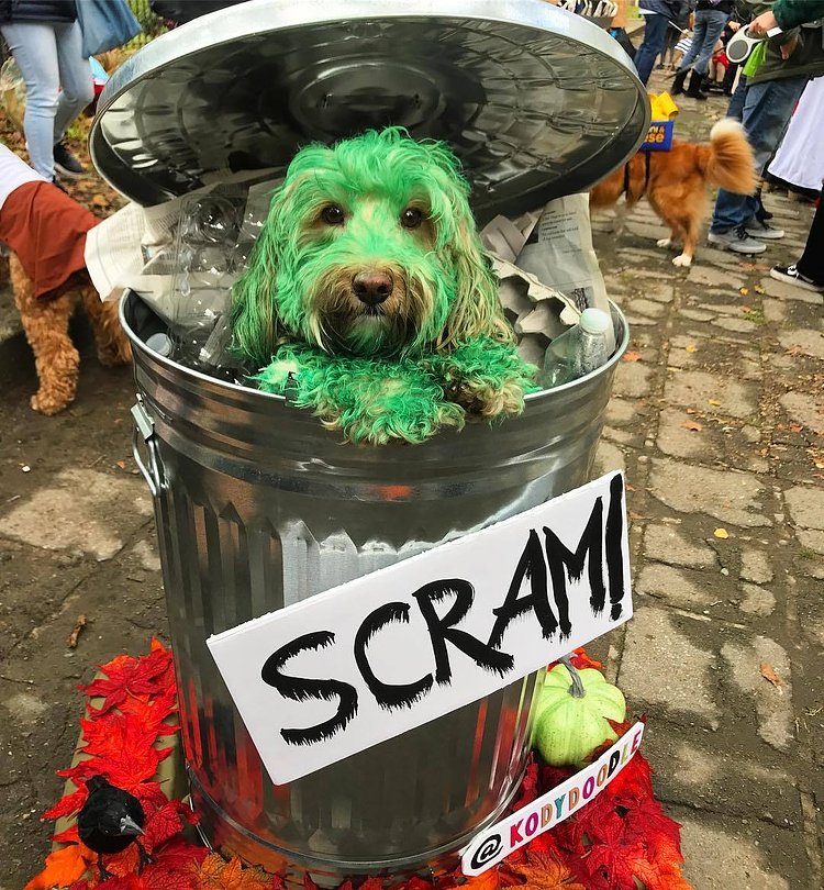 Kody the Grouchdoodle!