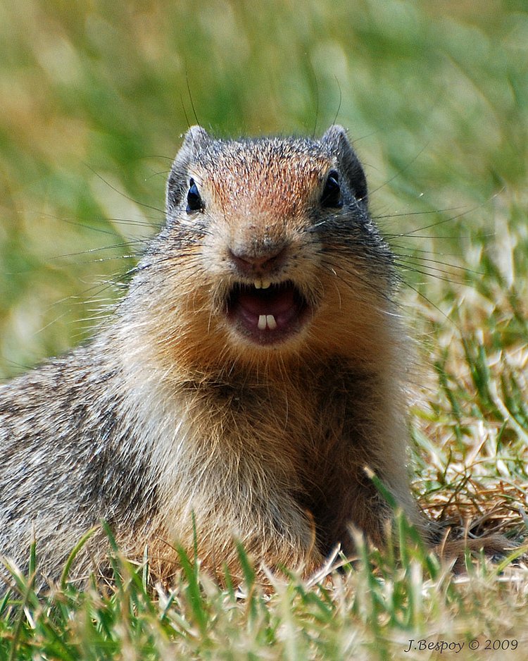 Four Little Chiclets