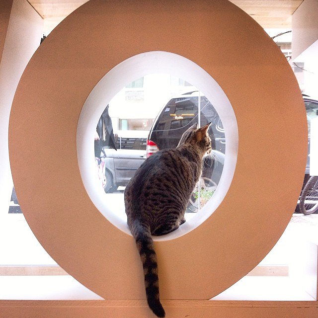 Kris is impatient to welcome our first customers tomorrow! Just a friendly reminder that due to overwhelming demand, we can only accept people who have made reservations. We will announce here when we are ready to start accepting walk-ins. Please keep checking our reservation page for last minute cancellations! #kittykind #catcafe #manhattan #nyc