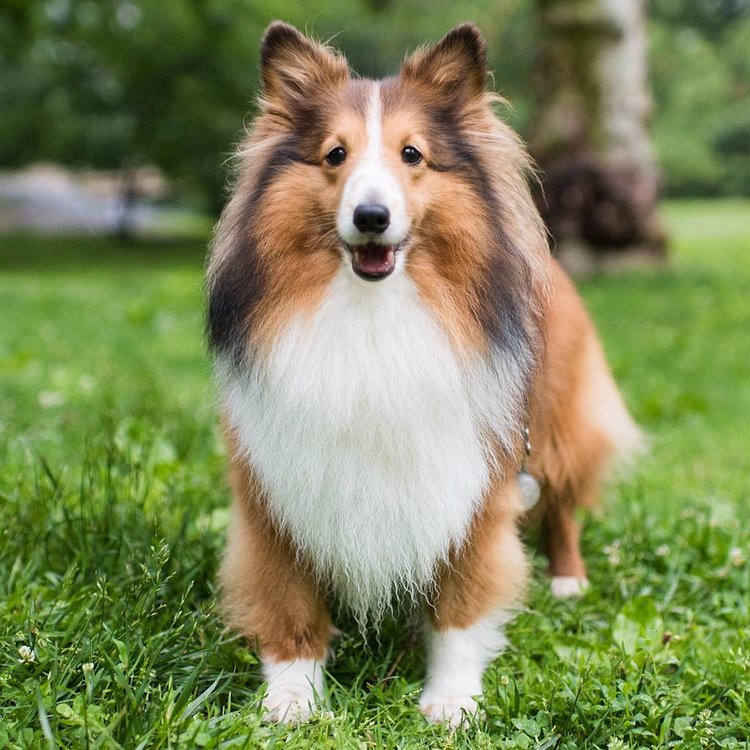 Gummy Bear, Shetland Sheepdog (7 y/o), Central Park, New York, NY http://t.co/vfSLelmcqT