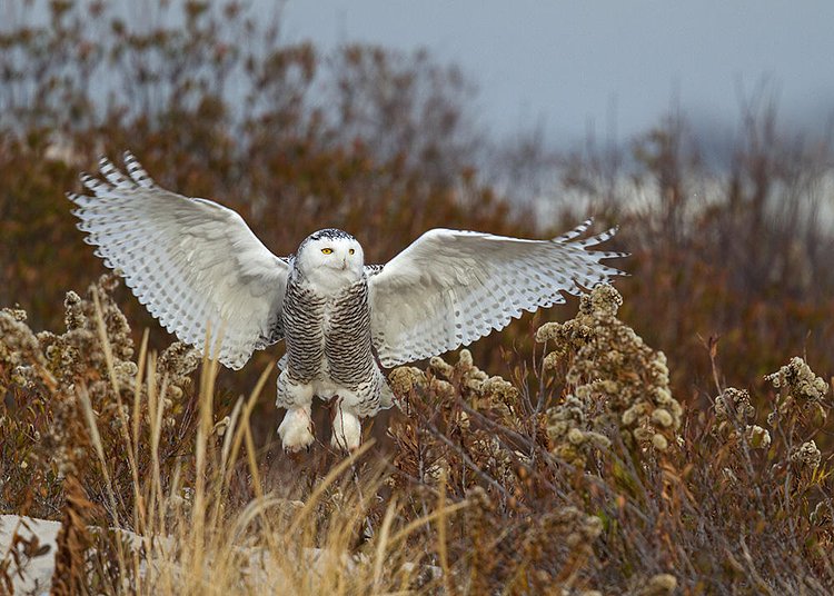 It's time to start hunting in Breezy Point, New York. "This snowy is probably the biggest I’ve photographed this winter," says the photographer. "Just the head is about the size of a soccer ball."