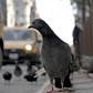The Pigeon Gangs of NYC