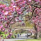 Bridge No. 28 in Central Park, Manhattan