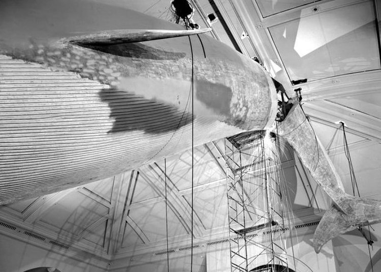 94-Foot Blue Whale Installation at the American Museum of Natural History, New York, New York, 1968