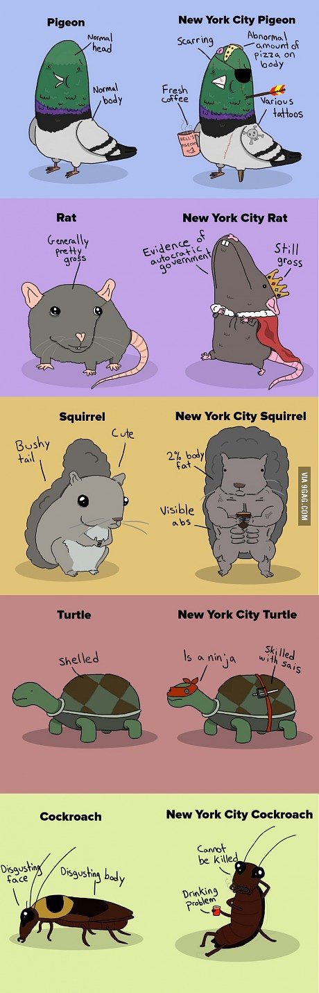 The Difference Between New York City Animals and Animals Everywhere Else