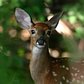 WildlifeNYC: Tips for Coexisting with White-tailed Deer