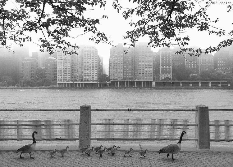 Roosevelt Island duck family strolls East River Promenade on a foggy morning today
