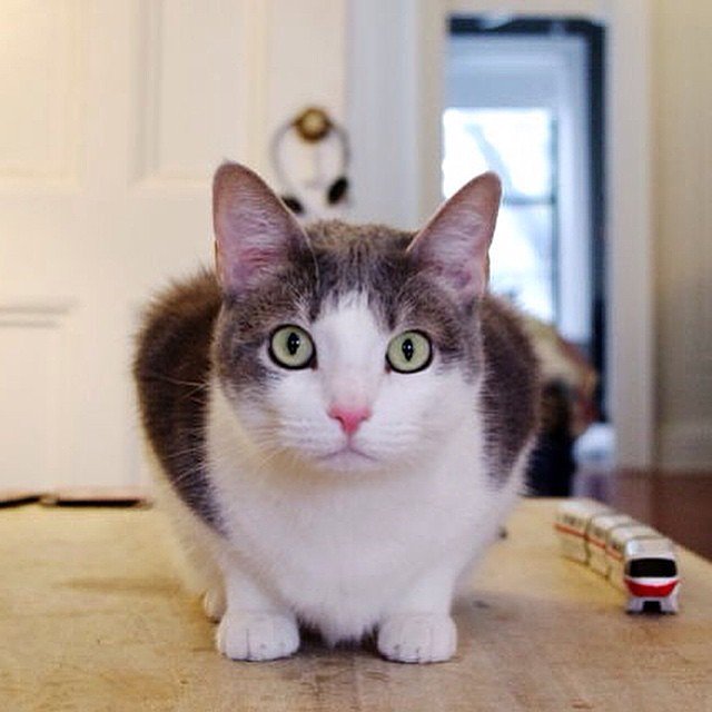 “Oh sure, New York is great. It’s never occurred to me to live anywhere else. They talk about travel all the time, but I don’t even know where I am right now, so why would I need to go somewhere else? I would like to go outside though. There’s birds out there. So many birds. So, so many birds.” - Maebe, Brooklyn

#felinesofnewyork #humansofnewyork #cats