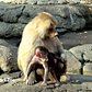 Baby Hamadryas Baboon | Prospect Park Zoo