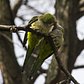 Monk parakeets in Flatbush. The birds have lived in the area since an accident at a nearby airport lead to their release forty years ago.