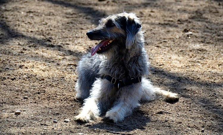NYC Canine Encounters | Scottish Deerhound Mix: Theodore Roosevelt Dog Park