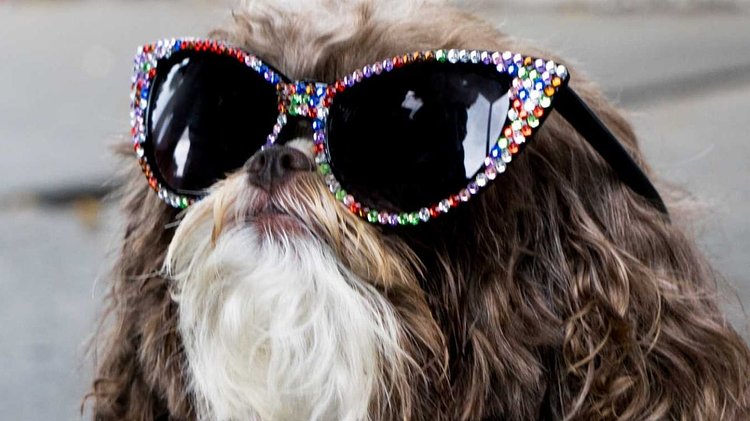 Statement-making sunglasses are so in.