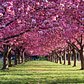 Cherry Blossoms | Brooklyn Botanic Garden