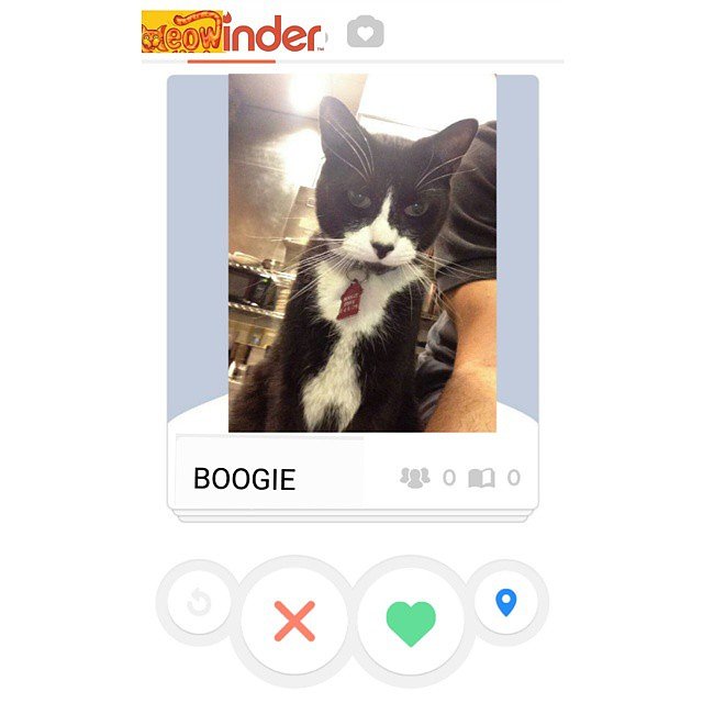 You know you wanna swipe right. 😻😻 #meowinder #hotkitty