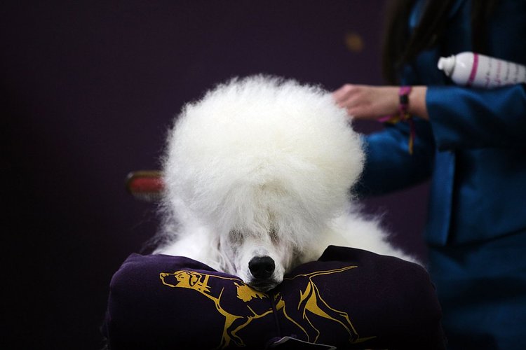 A standard poodle named Paris has his hair done at the Westminster show on February 16, 2015. The show is described as the second-longest continuously running sporting event in the United States. It included 192 dog breeds and drew nearly 3,000 global competitors.