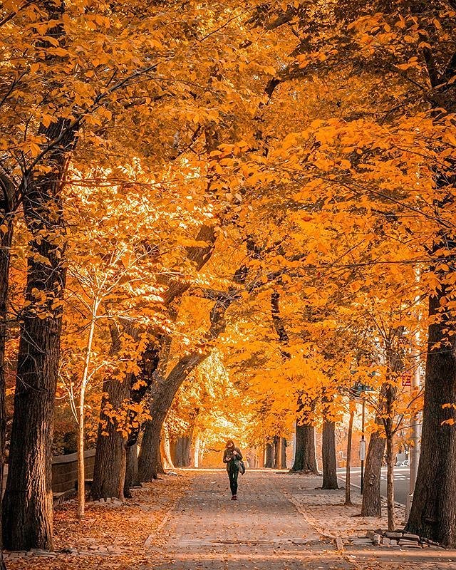 5th Avenue, Upper East Side, Manhattan