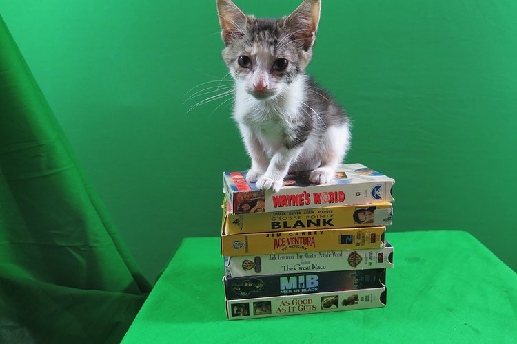 Watch a movie (while petting a kitten)