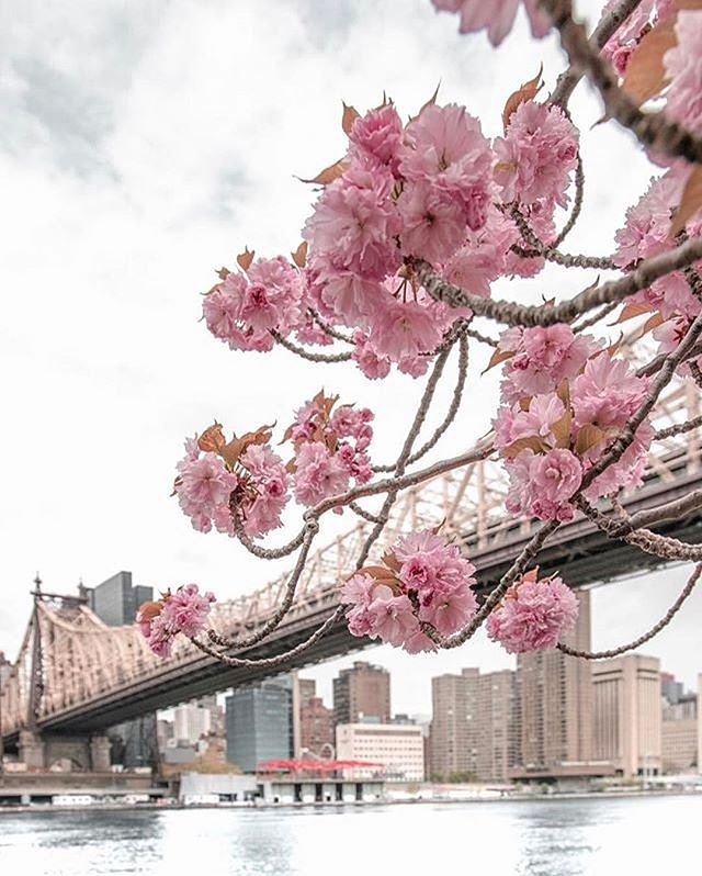 Photo via @212sid 
#viewingnyc