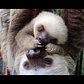 Meet Waffles, the baby sloth at the Staten Island Zoo