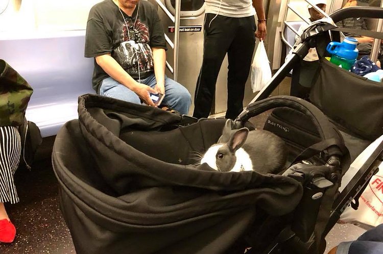 On the C train tonight, heading uptown...