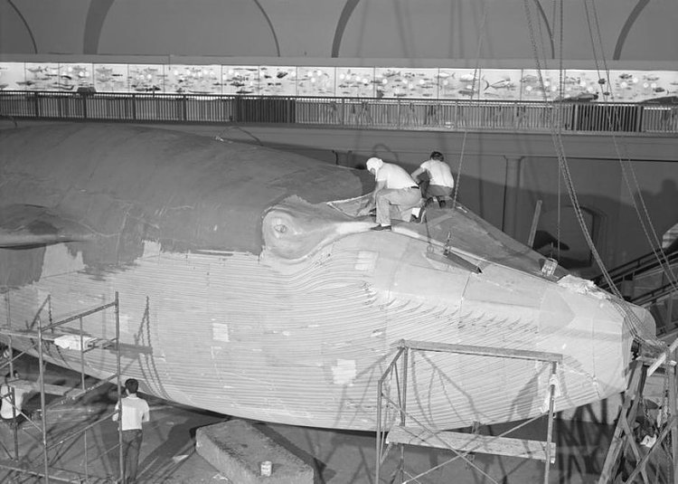 94-Foot Blue Whale Installation at the American Museum of Natural History, New York, New York, 1968