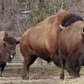 Bronx Zoo New Bison on Exhibit 2017