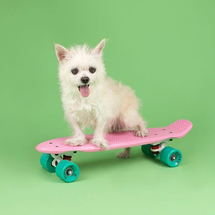 Rolling into the weekend and can’t wait to go for a ride with all my friends at @humansbf ✨ Tickets go on sale MONDAY! 📸: BooBoo from @animalhaven 🐾 Looking for her forever home! #humansbf