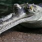 Gharial Conservation at the Bronx Zoo