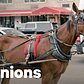 The Life of a New York City Carriage Horse | Op-Ed | NowThis