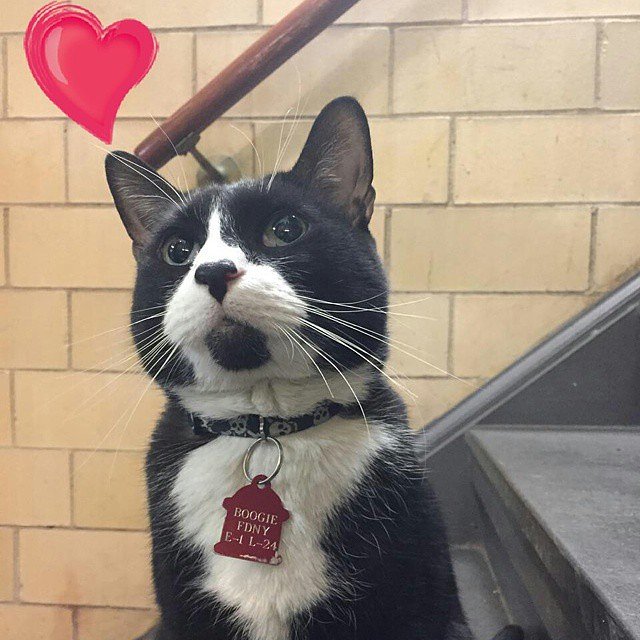 Thinkin about my boo. Happy Meowintines day 😘😍 ♥ #valentinesday #showsomelove #meowintinesday