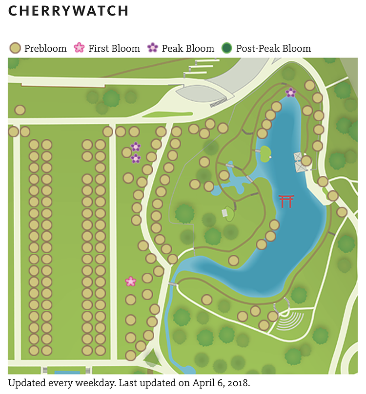Brooklyn Botanic Garden's Cherry Watch (screenshot)