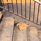 New York City rat taking pizza home on the subway (Pizza Rat)