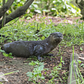 North American River Otter Pup Debuts at WCS’s Prospect Park Zoo