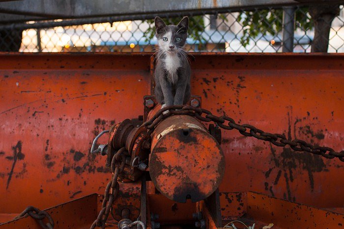 Thomas, a feral kitten, atop an NYC snow plow. The cats live in an industrial area near a NY Sanitation garage in Sunset Park, Brooklyn. The facility welcomes the cats' presence as a natural combatants against the rat population, a strategy once deployed by the city at large under Mayor Bloomberg.