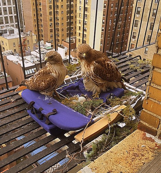 Family before eggs were hatched