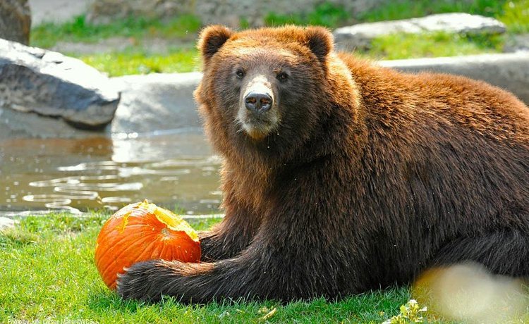 While you're strolling through the zoo, keep an eye out for our big bears enjoying big pumpkins! http://t.co/NiymRlliLY