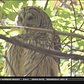 Owl Spotted In Central Park