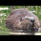 Busy NYC beavers build their dam over and over again
