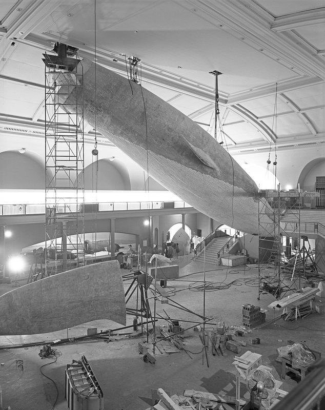 94-Foot Blue Whale Installation at the American Museum of Natural History, New York, New York, 1968