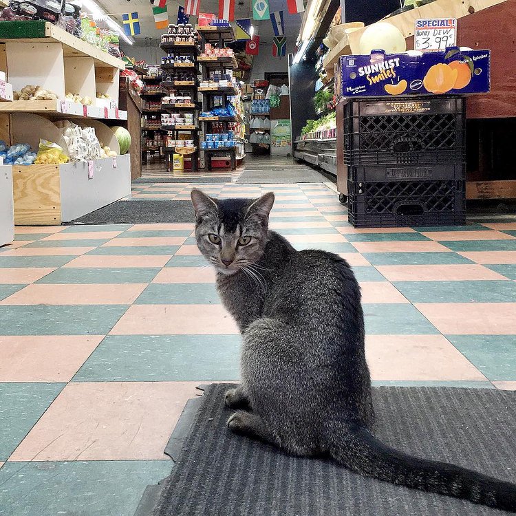 “A lot of people pass through this place on a daily basis, and some of them don’t like cats. It makes no sense to me. It’s like, you don’t even know me, but you assume because I’m a cat, and you got scratched once as a kid, you think it’s going to happen every time. It’s not like that. I mean, first of all, maybe you did something to deserve getting scratched. Ever think of that? Second, I don’t care about you. I’m working. I don’t know, people are just confusing sometimes I guess.”
- Unknown, Ridgewood