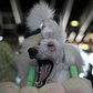 Lana, a standard Poodle from Scarsdale, New York, yawns in the grooming area before judging at the Westminster show, February 16, 2015.