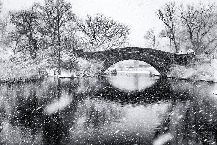 Snowing, Central Park | NYC