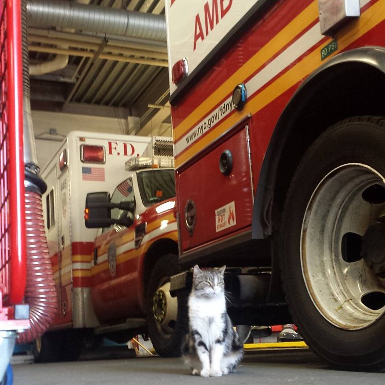 This daytime commotion is not for me. I think I might squeeze in another nap. #workproblems #catsatworknyc #daytimeistoonoisy #naptime #station57 #stationcat #workingcats #brooklyncats #imnocturnal