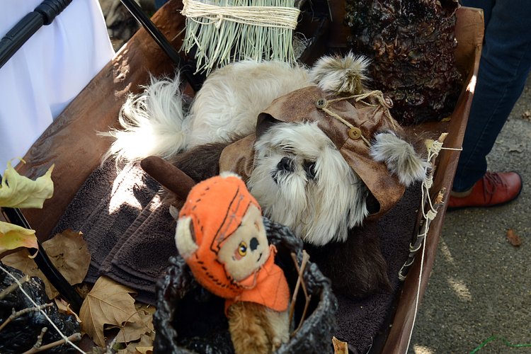 Tompkins Square Dog Halloween Parade 2014