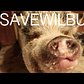#SaveWilbur the pet pig: Spread the message to keep him with his family