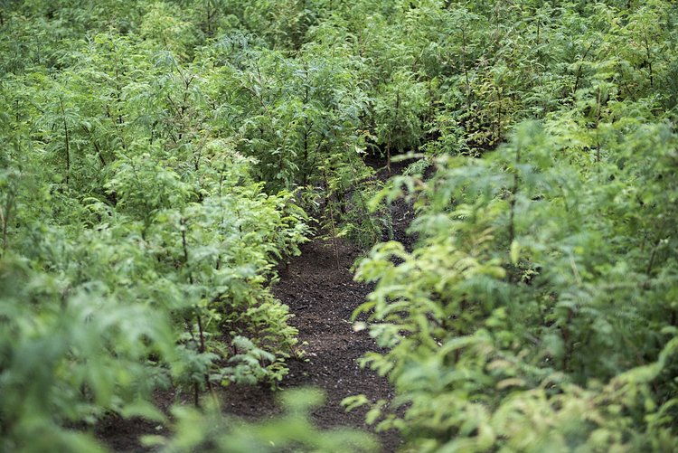 Lost Man Creek, Spencer Finch, 2016