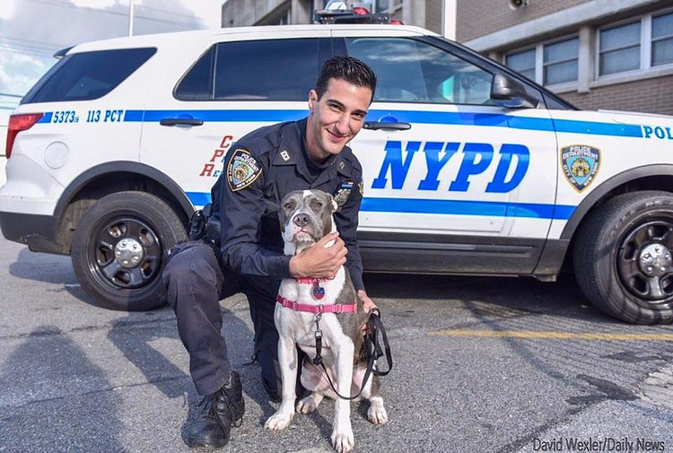 Queens Cop Adopts Pit Bull Puppy He Rescued From Abandoned Building